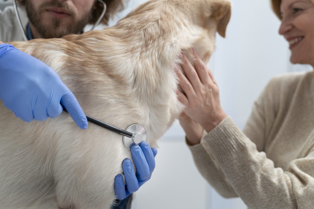 Curso de reproducción y urgencias veterinarias para profesionales del sector animal